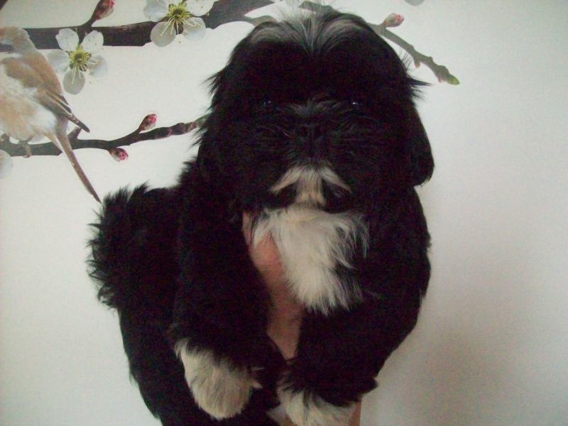 De Garde Des Rêves De Samsara - Shih Tzu - Portée née le 29/07/2014