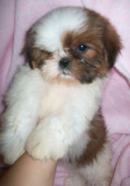 De Garde Des Rêves De Samsara - Shih Tzu - Portée née le 20/03/2015